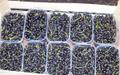 Продажа черной смородины от производителя